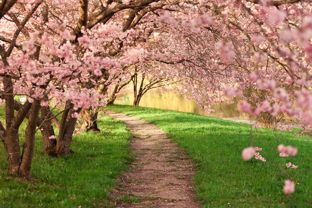 Pink Cherry Blossom Trees Forest Nature Wall Mural Floral Photo Wallpaper