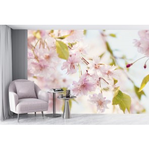 Pink Blossoms Wall Mural by Cindy Taylor