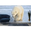 Polar Bear Wall Mural Wallpaper