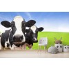 Dairy Cows Wall Mural Wallpaper