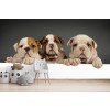English Bulldog Puppy Dogs Wall Mural Wallpaper