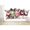 Cute Chihuahua Puppy Dogs Wall Mural Wallpaper