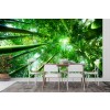 Green Bamboo Forest Wall Mural Wallpaper