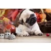 Cute Pug Puppy Dog Wall Mural Wallpaper