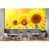 Yellow Sunflowers Wall Mural Wallpaper
