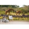Zebras & Giraffes Safari Wall Mural Wallpaper