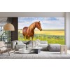 Country Horse Wall Mural Wallpaper