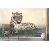 Resting Male Tiger Wall Mural Wallpaper