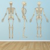 Human Skeleton Science Biology Wall Sticker