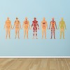 Human Body Systems Biology Science Wall Sticker