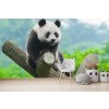 Panda Bear Wildlife Wall Mural Wallpaper