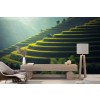 Green Rice Paddy Thailand Landscape Wall Mural Wallpaper