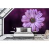 Purple Daisy Flower Wall Mural Wallpaper