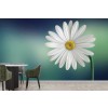 White Daisy Flower Wall Mural Wallpaper