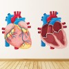 Heart Anatomy Science Laboratory Classroom Wall Sticker