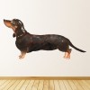 Black & Tan Dachshund Dog Wall Sticker