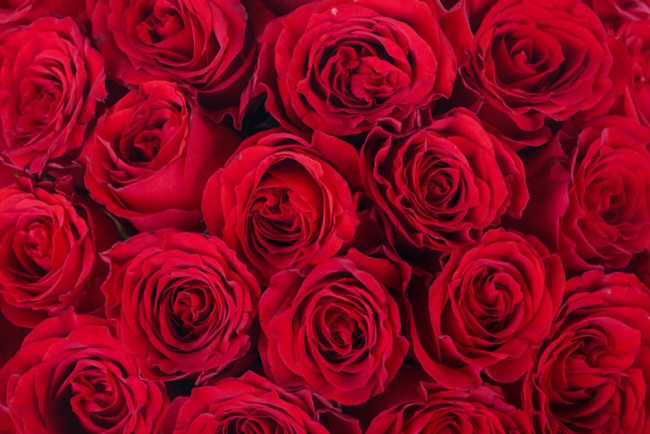 Red Rose Wallpaper for iPhone 11 Pro Max X 8 7 6  Free Download on  3Wallpapers