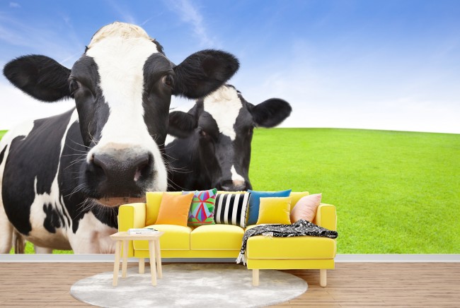 Dairy Cows Wall Mural Wallpaper
