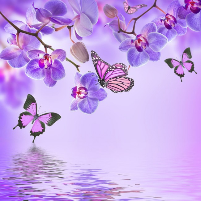 Purple Butterfly & Orchid Flowers Wall Mural Wallpaper