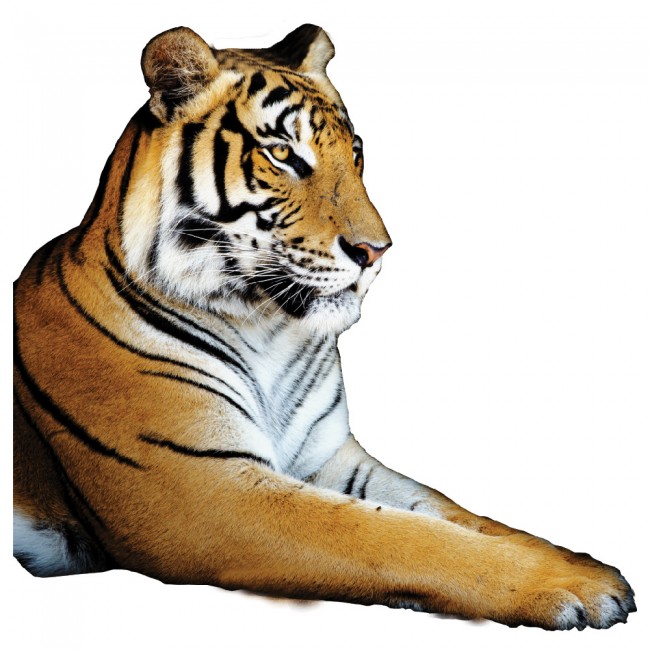 Tiger Jungle Animal Wall Sticker