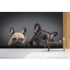 Two French Bulldogs Wall Mural Wallpaper