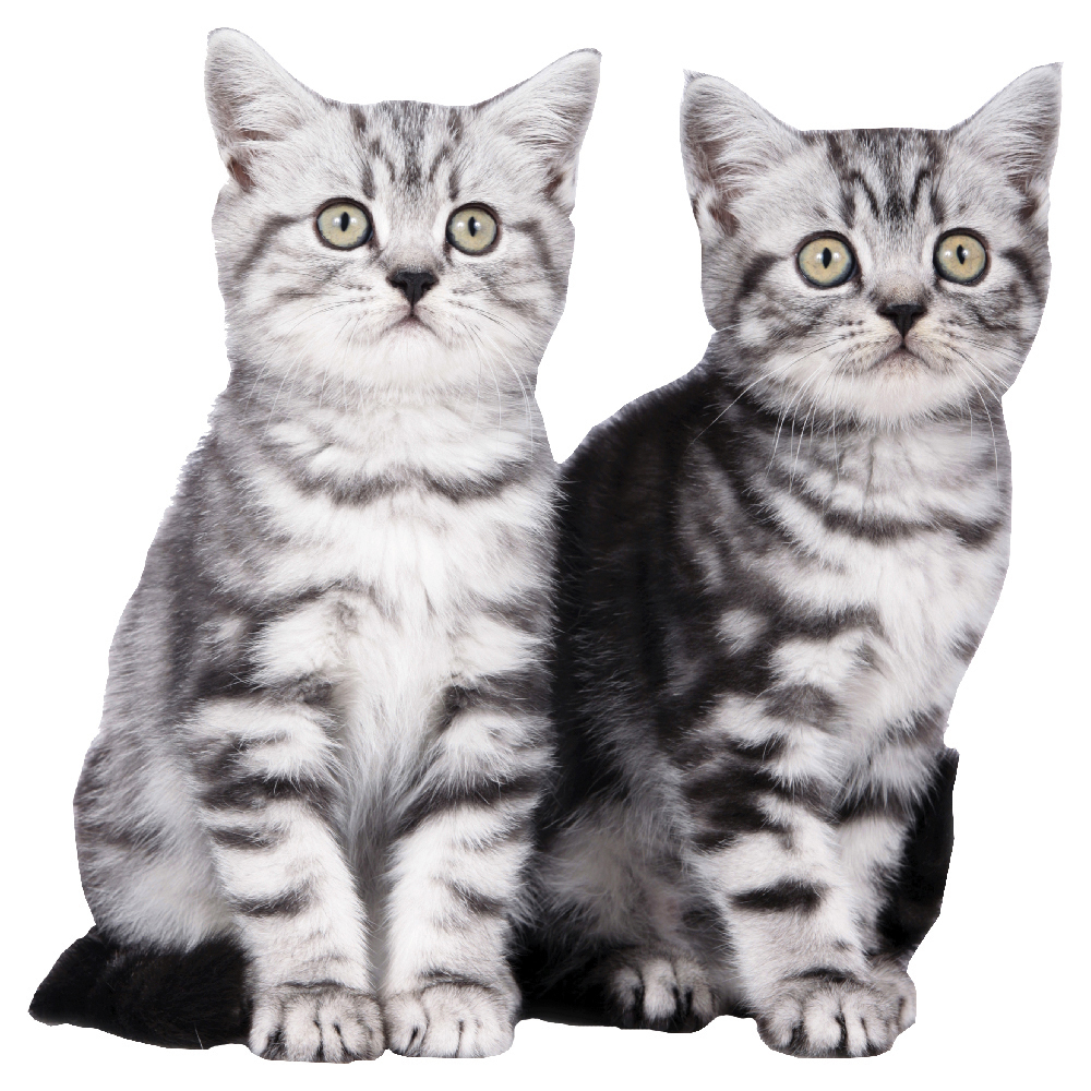 WS-43082-03