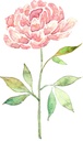 WS-56587-03