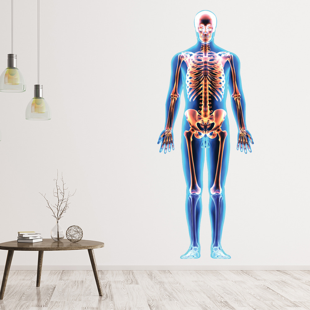 Human Skeleton Biology Science Wall Sticker