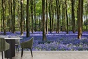 Bluebell Forest Wall Mural Wallpaper
