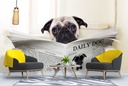 Funny Pug Dog Wall Mural Wallpaper