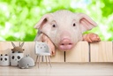 Peeping Pig Wall Mural Wallpaper