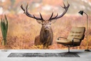 Red Stag Autumn Wall Mural Wallpaper
