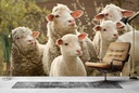 Sheep & Lambs Wall Mural Wallpaper