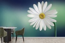 White Daisy Flower Wall Mural Wallpaper