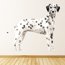 Dalmatian Dog Kennels Grooming Wall Sticker