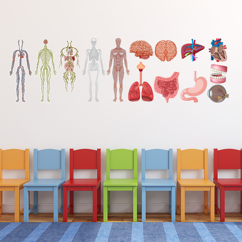 Human Anatomy Biology Medicine Wall Sticker Set