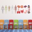 Human Anatomy Biology Medicine Wall Sticker Set