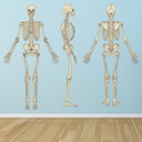 Human Skeleton Science Biology Wall Sticker