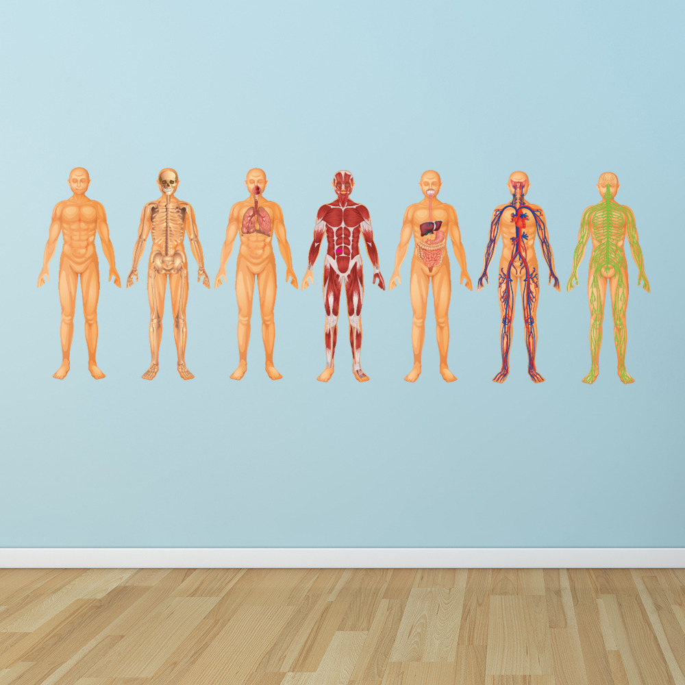 Human Body Systems Biology Science Wall Sticker