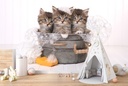 Cute Kittens Cat Wall Mural Wallpaper