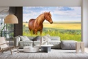 Country Horse Wall Mural Wallpaper