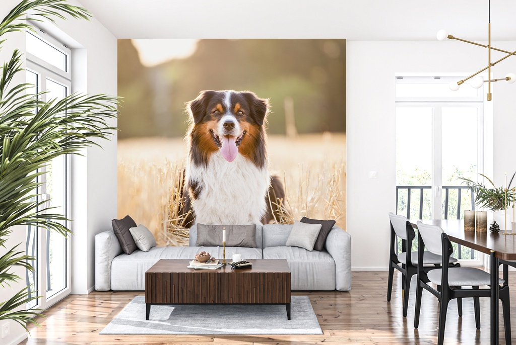 Collie Dog Pet Wall Mural Wallpaper