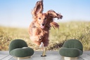 Running Dachshund Dog Wall Mural Wallpaper