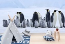 Penguin Family Wall Mural Wallpaper