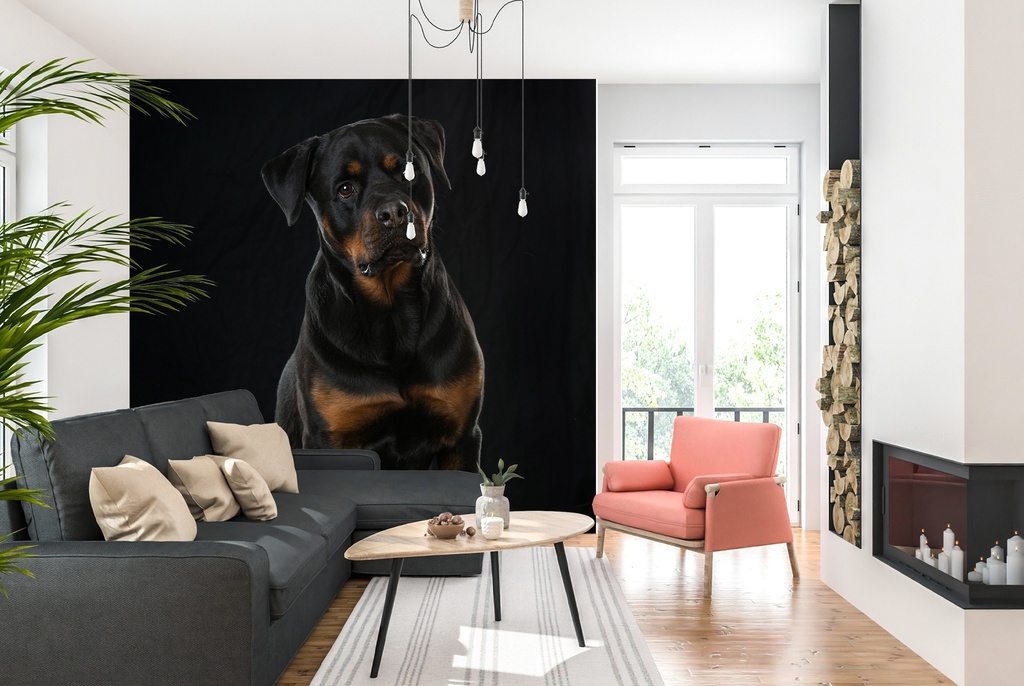 Rottweiler Dog Portrait Wall Mural Wallpaper