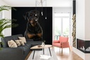 Rottweiler Dog Portrait Wall Mural Wallpaper