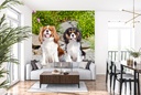 King Charles Spaniel Pet Dogs Wall Mural Wallpaper