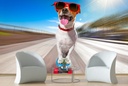 Skater Dog Wall Mural Wallpaper