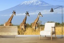 Giraffe Trio Wall Mural Wallpaper - Mod1