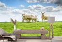 Sheep & Lambs Farmyard Wall Mural Wallpaper
